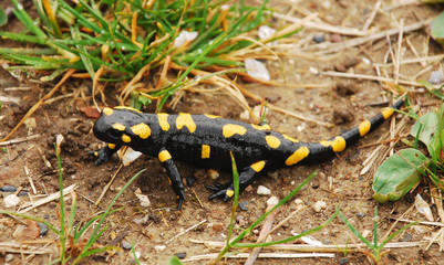 Fire Salamander on Ground