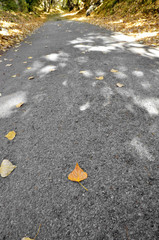 leaf fall in a path
