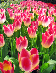 Pink tulips