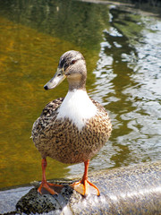 Duck