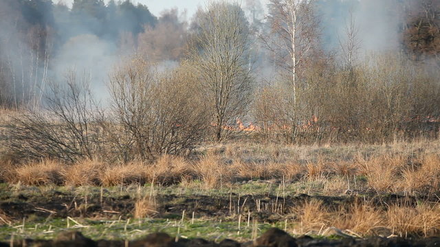 Fire in dry uncultivated grass between brushes and forest during springtime