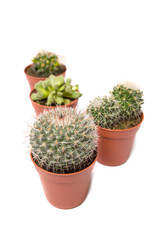 Collection of cactus isolated on white background