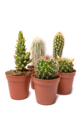 Collection of cactus isolated on white background