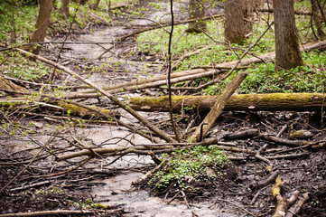 Deciduous forest in Poland