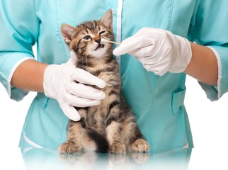 Veterinarian survey