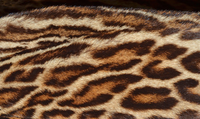 amur leopard fur background