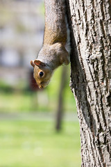 funny squirrel