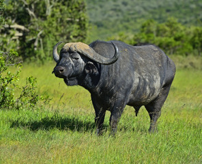 Buffaloes