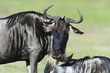 Wildebeest