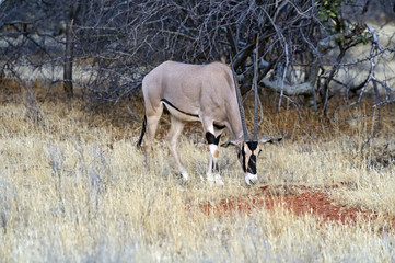 Oryx gazella