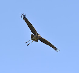 Marabou Stork
