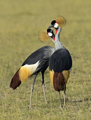 Fototapeta premium Crowned Crane