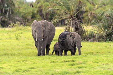 African elephants