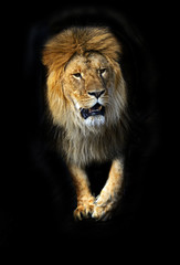 Lion in a shroud
