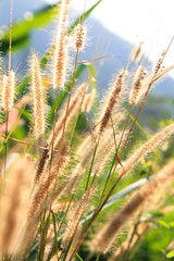 close up of Poaceae