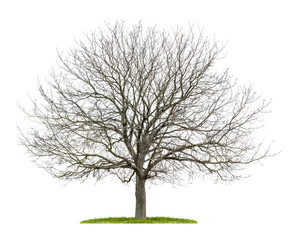 freigestellter Walnussbaum im Winter