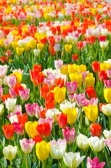 Washable wall murals Tulip multicolored tulips field in park