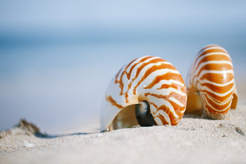 nautilus shell on white Florida beach sand under the sun light