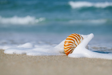 nautilus shell with sea wave,  Florida beach  under the sun ligh