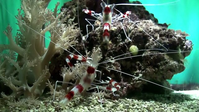 Banded coral shrimp (Stenopus hispidus).