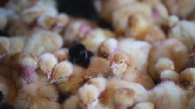 poussins compresses