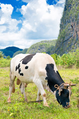 Fototapeta na wymiar Bull grazing at the Vinales Valley in Cuba