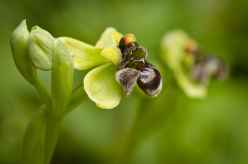 Macro of orchid