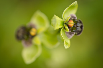 Macro of orchid