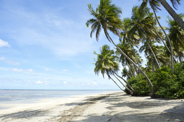 Palm Trees Tropical Brazilian Beach
