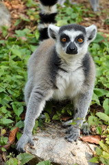Ring-tailed lemur