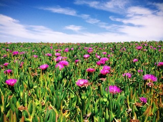 California blossoms and blue sky