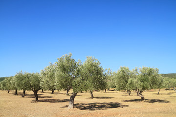 Olive grove in Greece - 64000701