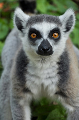 Fototapeta premium Ring-tailed lemur