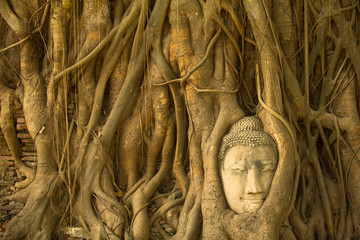 Tête de Bouddha dans les racines de l& 39 arbre