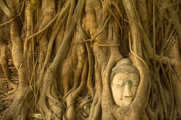 Crédence de cuisine en verre imprimé Bouddha Tête de Bouddha dans les racines de l& 39 arbre