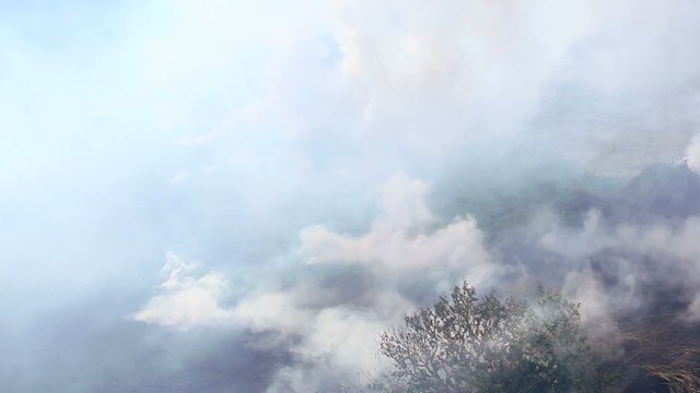 Пожар в тропиках