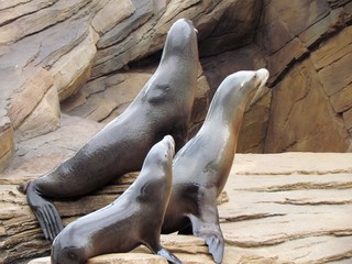 Fototapeta premium seals