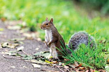 Gray Squirrel (Sciurus carolinensis)