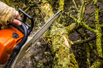 Man sawing a log in his back yard