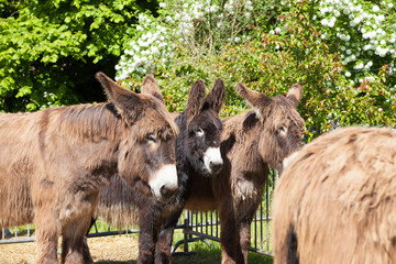 Obraz premium âne ane