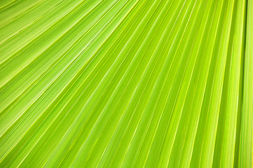 Fototapeta premium Lines and textures of Green Palm leaves.