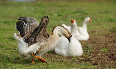 geese organic farm