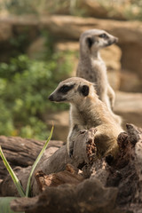meerkats standing on tree trunk