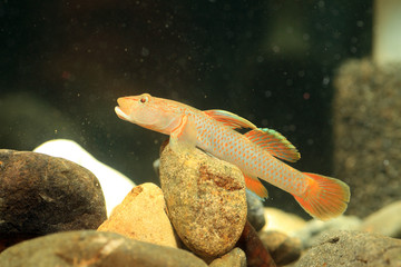 Fototapeta premium Rhinogobius flumineus goby fish in Japan