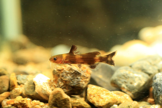 Stumpy bagrid catfish or Stumpy bullhead (Coreobagrus ichikawai)