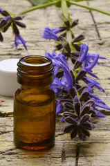 Ajuga reptans Bugola Revsuga Живучка ползучая