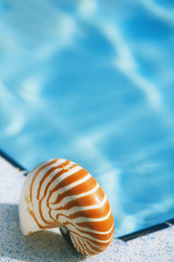 Obraz na płótnie Canvas Nautilus powłoki na krawędzi basenu kurortu