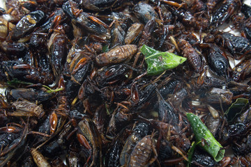 fried insects
