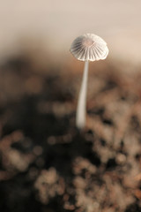 Small mushrooms growing on the ground.