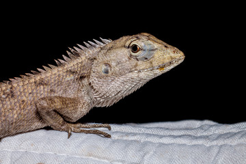 Lizard